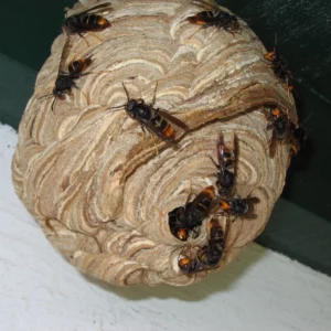 Destruction des nids de frelons asiatiques 